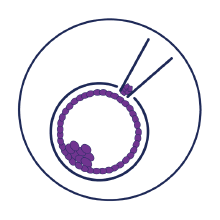 Reduced time between IVF cycles