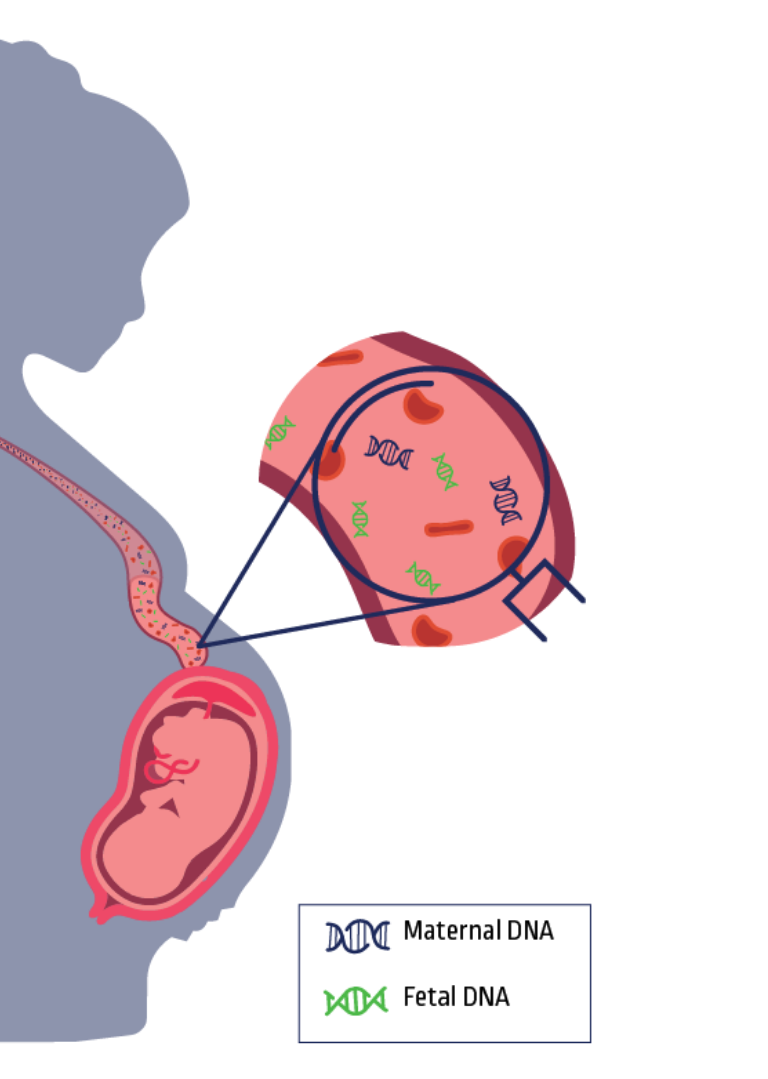 Additional TriScreen NIPT Testing Options