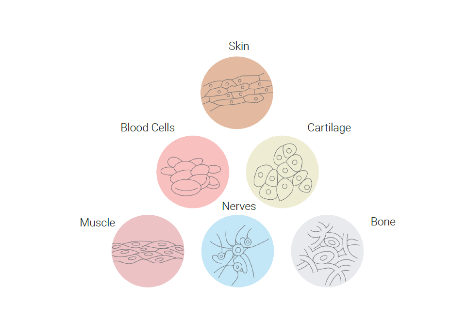What Are Stem Cells? 