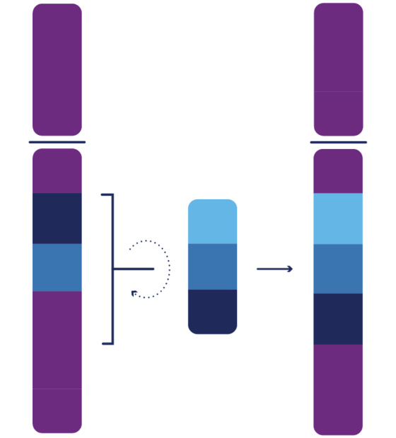 Paracentric Inversion