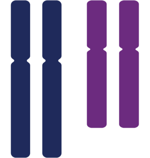 Normal Chromosomal Arrangement