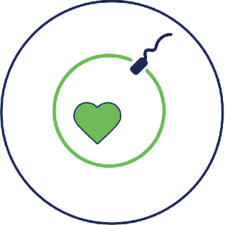 IVF pregnancies